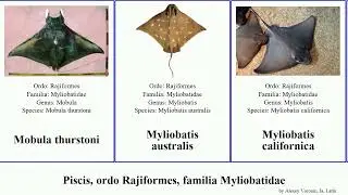 Piscis, ordo Rajiformes, familia Myliobatidae myliobatis mobula fish australis californica mobular