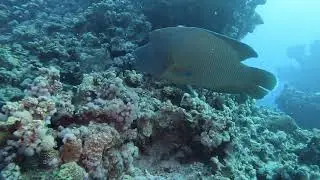 Pesce Napoleone