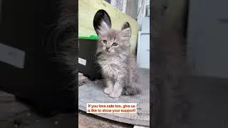 Cat lover? Drop a like and help us help them! 🤗🙏#cat #helpcats #kitten #cute #catvideos