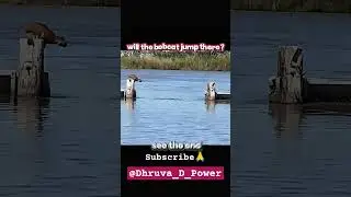 🔥 Bobcat Jump | Unbelievable Move | 500M+ Views Viral Shorts 🐾💥 Bobcat ka yeh zabardast jump🐆