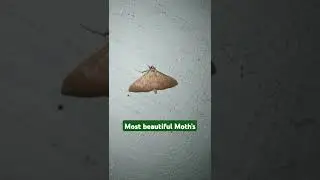 top 5 most beautiful Moth's #Moth's #shorts #video