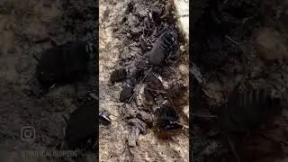 Periplaneta americana &ldquo;Venom&rdquo; 🖤✨🪳#roaches #periplanetaamericana