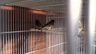 Serinus pusillus.MOV