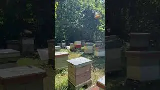 Busy bees = happy beekeepers 😊