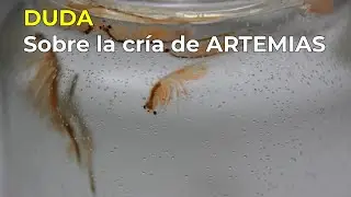 Dudas sobre la artemia #peces #acuarismo