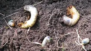 Droogte 2018 en engerlingen
