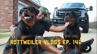Debonair Rottweiler Kennels | Rottweiler Vlogs Ep. 142 | Mizzo & Mack | Carlon Harrison