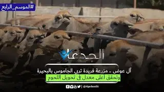 آل عوض .. مزرعة فريدة تربي الجاموس بالبحيرة وتحقق أعلى معدل فى تحويل  اللحوم