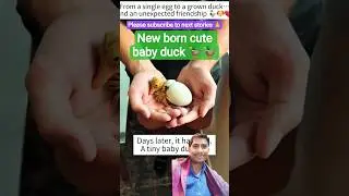 New born cute baby duck 🦆🦆 #animal love #love #amazing #shorts