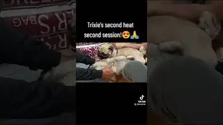 Trixie second heat.. Second session.. #puglife #welovedogs #welovetrixie