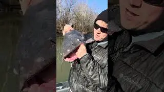 Гигантский синий сом! Посмотрите моё последнее видео, мы быстро поймали несколько гигантских экзе...