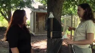 Managing Pecan Weevils