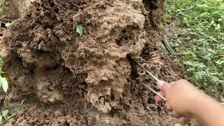 catching insects and encountered a large termite mound ( termite )
