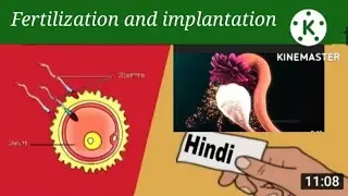 Fertilization And implantation  process