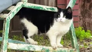 This Little Cat Was Impossible to Ignore