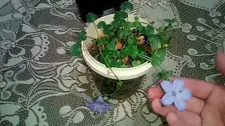 Maviş çiçeği bakımı ve çoğalması 🌸🌸🌸🌺🌺🌺🌼🌼🌼🌻🌻💐💐💐