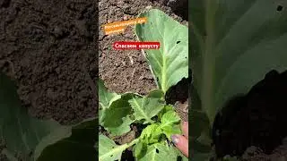 Сигнализационное сообщение. Капустная моль.