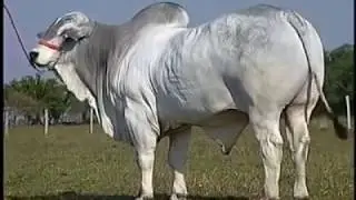 Ongole bulls || Famous breed || power of ongole githa || Ongoleboy Telugu