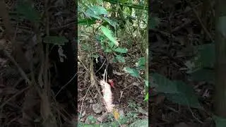 Daintree Rainforest