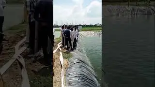 Fish farming in Bihar #shorts