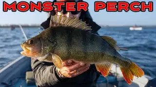 4 PERCH over 4lb and a ZANDER over 10lb. Incredible lure fishing session.