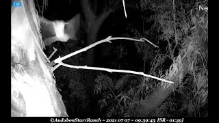 Bat flying around outside the cavity ~ &copy;Audubon Starr Ranch