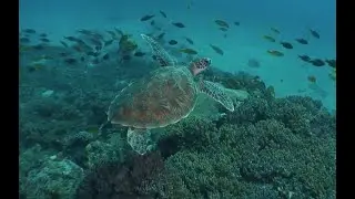 Tant qu'il y aura des Îles