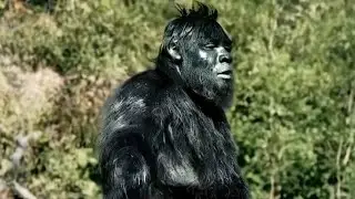 PATTERSON-GIMLIN BIGFOOT A.I. PART 2