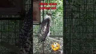 උලමාගේ හඬ | Enchanting Ulama Bird's Mythological Call | Spot-bellied Eagle-Owl Sounds