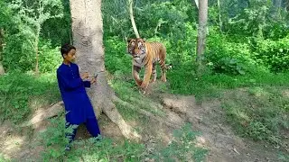 TIGER ATTACK ON CHILDREN | BENGAL TIGER MOVIE | TIGER ATTACK BABY  | TIGER ATTACK STORIES..