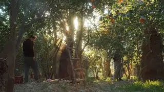 موسم حصاد الحُمضيات في الهويدر ـ ديالى