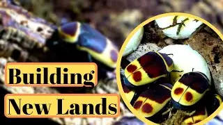 Sun Beetles, Unusual Pets