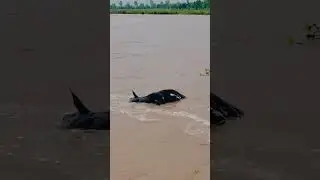 #PunjabNeedsHelp #SavePunjab #PunjabFloodUpdate #PunjabFloodVictims #PunjabFloodReliefFund #viral
