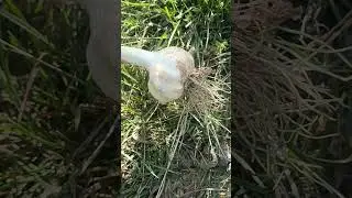## desi garlic##short Shorts##