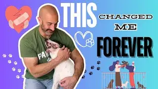 Things Dogs 🐕&zwj;🦺 Teach Us About Life 🐾
