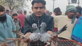 #tarharpur#kabutar🕊️#pigeon👌👀 top quality yah lo bhai top quality ke kabutar a chuke hain taharpur 