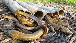 Amazing Catch Eel Fishing by bamboo trap with hand fish video 2020 ! Natural Fishing