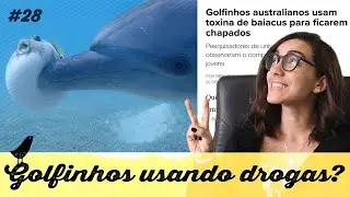COMPORTA #28 Golfinhos usando drogas recreativas?