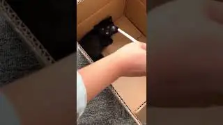 Feeding the kitten: before vs after 🤣🤣🤣