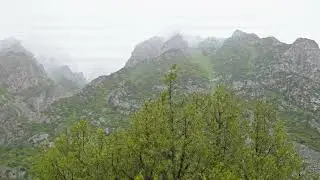 Rainy day in coniferous forest at mountain slopes. Serene and Peaceful Atmosphere.