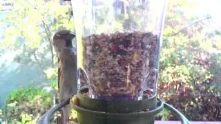 Window Bird Feeder