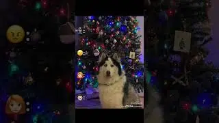 Моя токсичная бывшая жена, часть 8