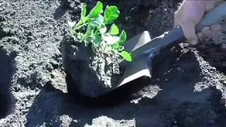 Высаживаю капусту на постоянное место