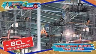 Partai Neraka Murai Batu Kelas Utama PIALA BUPATI PEMALANG 2023 // BONCEL Juaranya Tiket 1,1 Juta