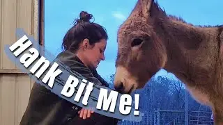 Hank Bit Me! | Donkey Kisses, Moving cows & Vet Check-ups.