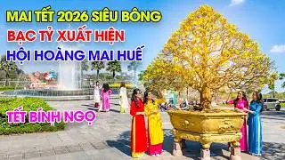 Mai Tết Huế siêu bông bạc tỷ xuất hiện trước thành Huế tại hội Hoàng Mai xuân Bính Ngọ