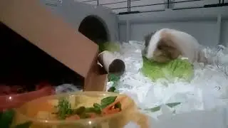 Guinea pig ASMR eating lettuce leaf leaves chewing snack snacking munching munchies rodent food feed
