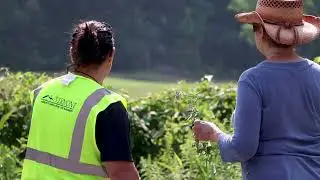 NEW invasive plant confirmed in Burlington
