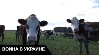 🤢Пьяный дебош и убийства коров: как воюют мобилизованные рф в Запорожской области