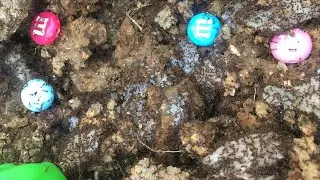 Ants eat sugar and meat at night